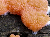Tubulifera arachnoidea (Synonym: Tubifera ferruginosa) ist im jungen Zustand zuerst weiß, dann orangerot bis scharlachrot und erinnert in dieser Phase an eine Himbeere. Vor der Reife dann dunkelbraun bis schwarz.